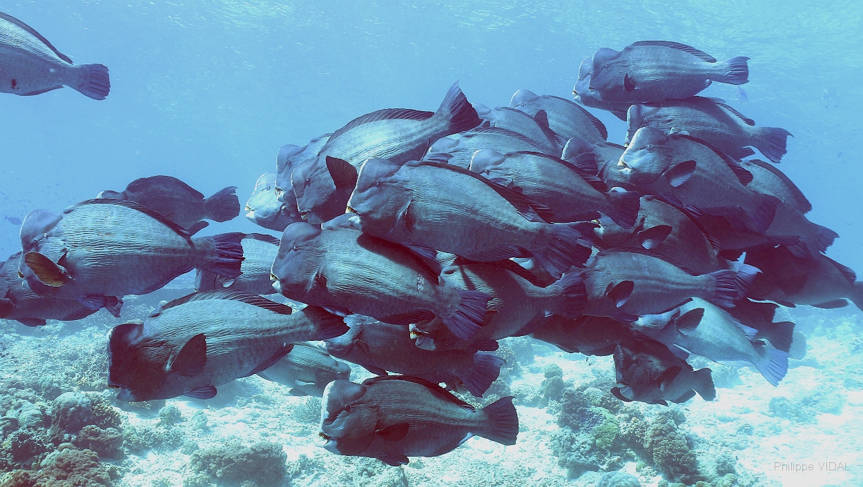 Sipadan_2015_Poisson perroquet a bosse_Bolbometopon muricatum_IMG_2201_rc.jpg